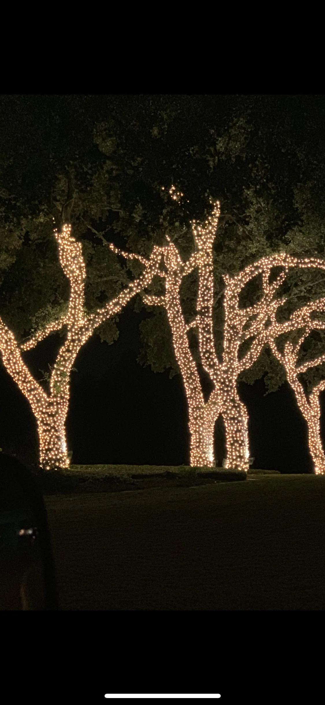Grove of trees lit for the holidays