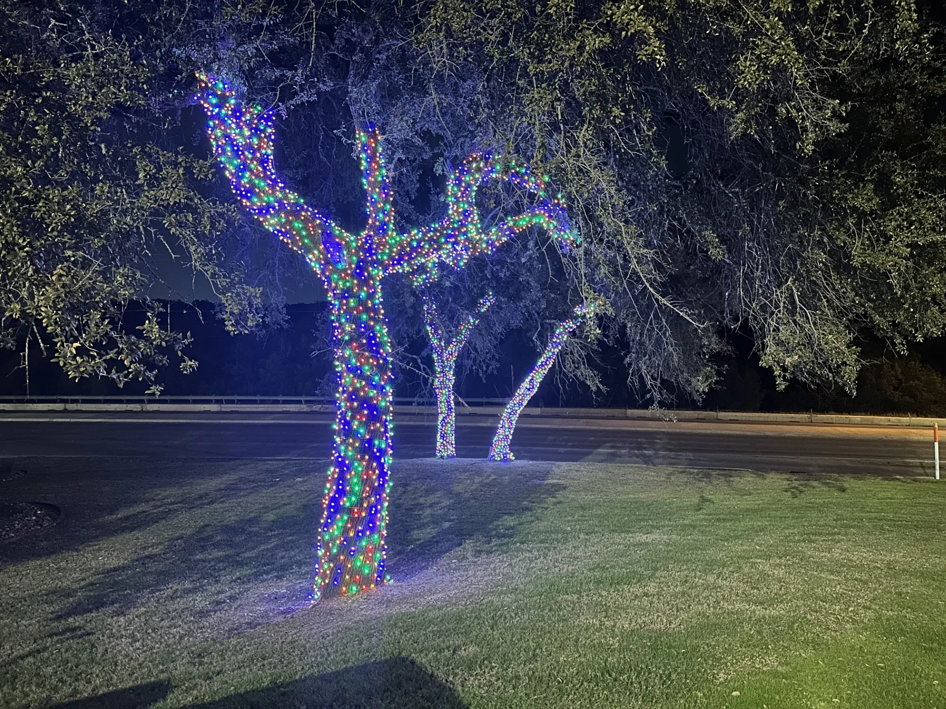 Tree wrapped in multi-color holiday lights