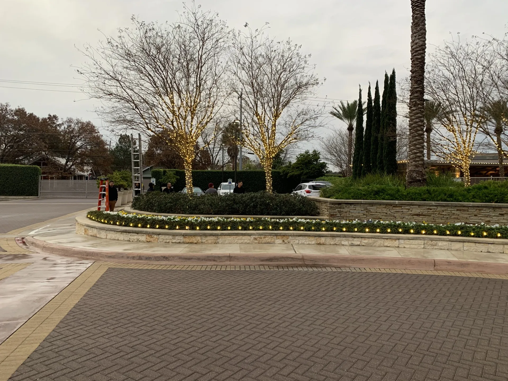 Row of trees wrapped in holiday lights