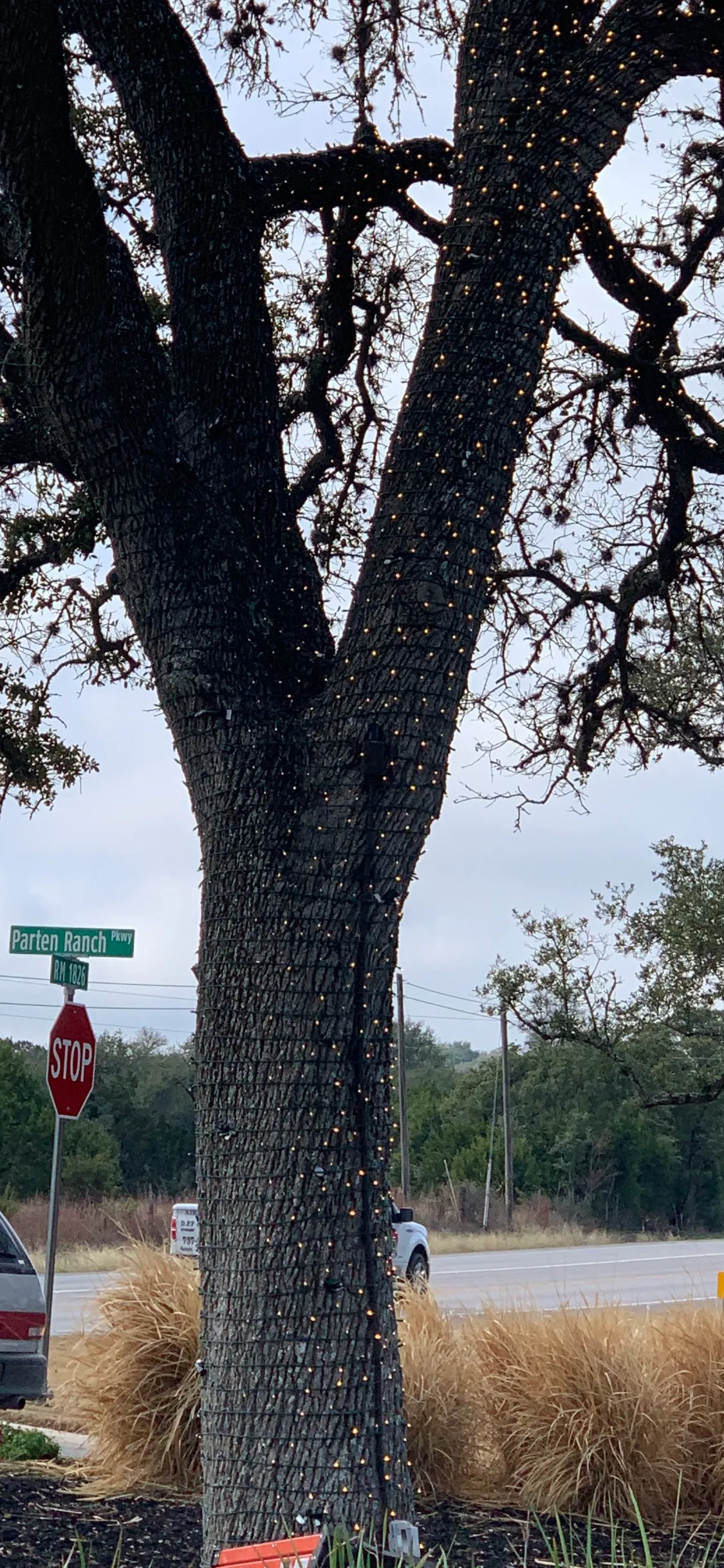 Professionally wrapped tree lighting shown in daylight