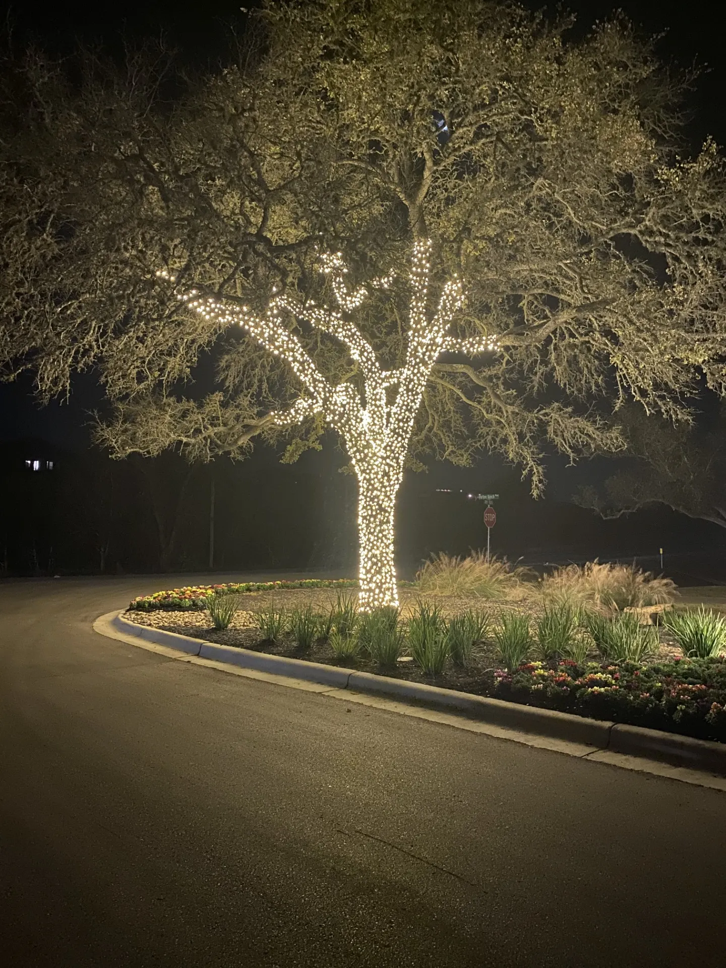 Close-up of a tree trunk wrapped in holiday lights