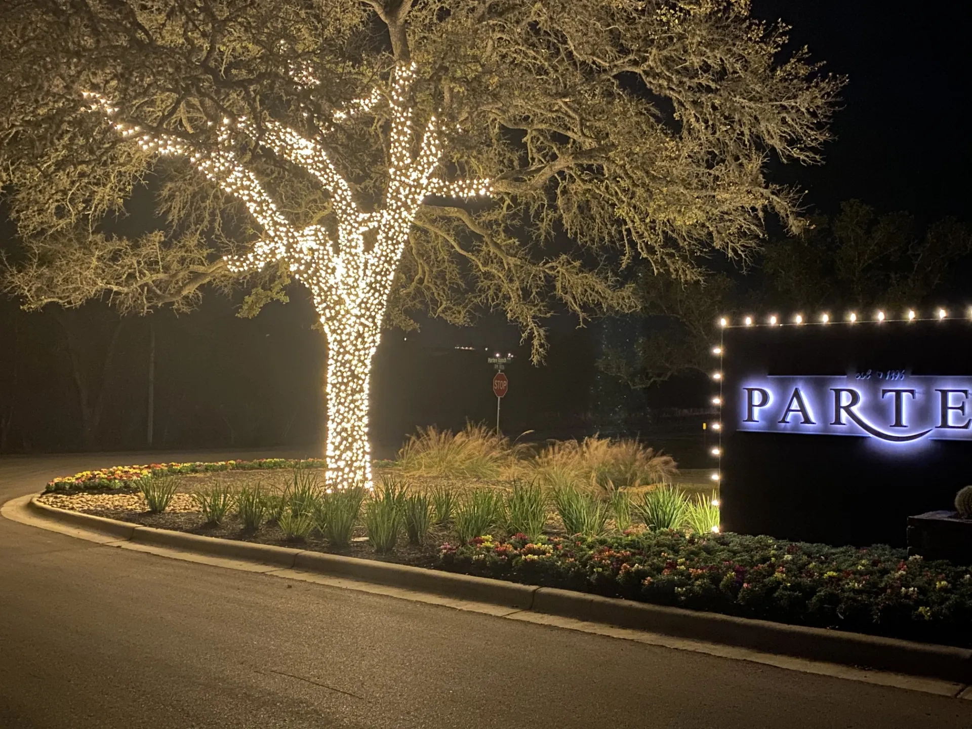 Single tree fully wrapped in warm holiday lights